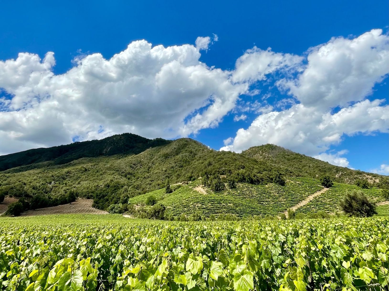 a field of green plants with a mountain in the background