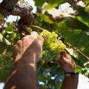 Cava BACH EXTRISIMO BRUT 75cl