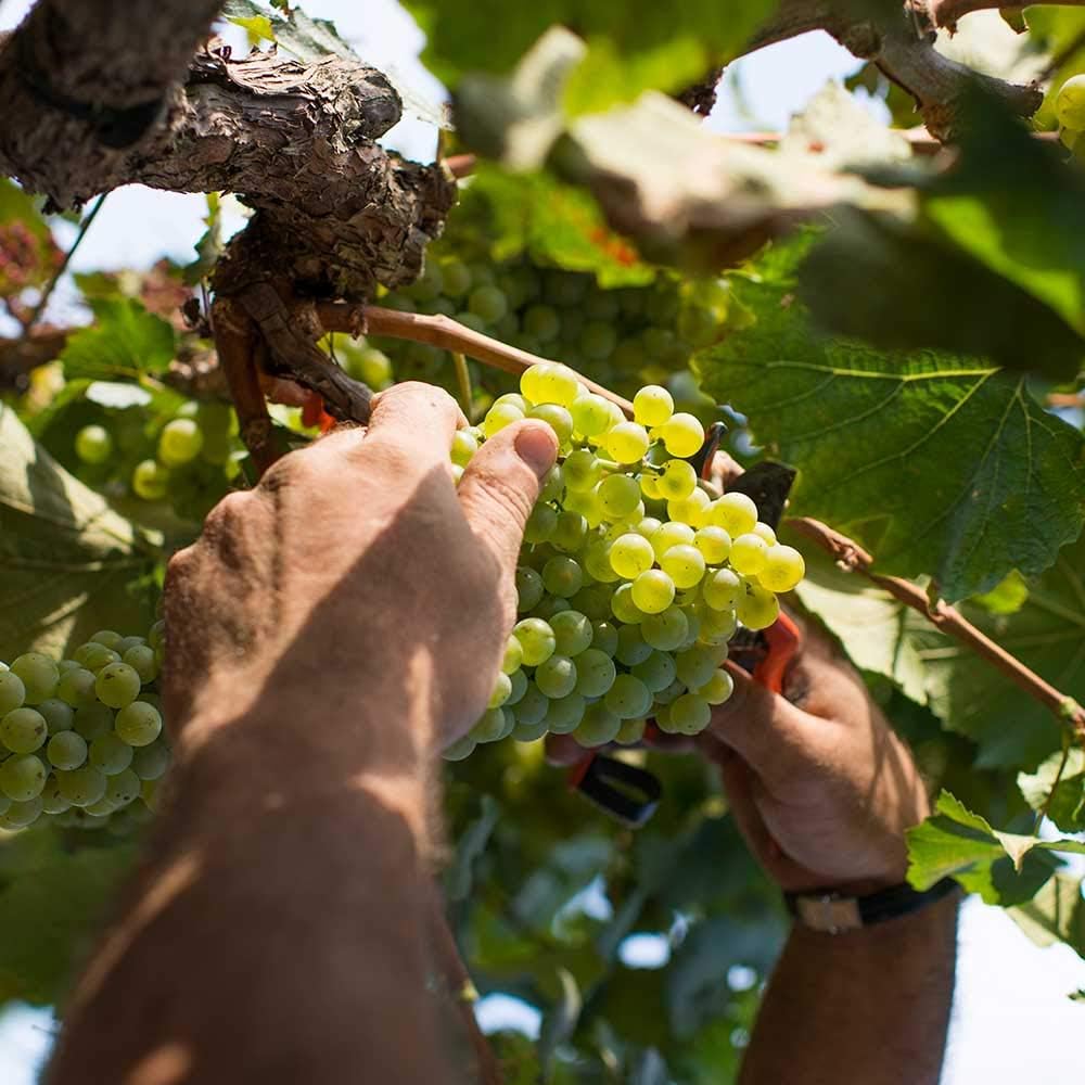 Cava CODORNIU PRIMA VIDES BRUT 75cl